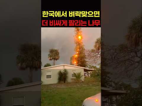 한국에서 벼락맞으면 더 비싸게 팔리는 나무 thumbnail