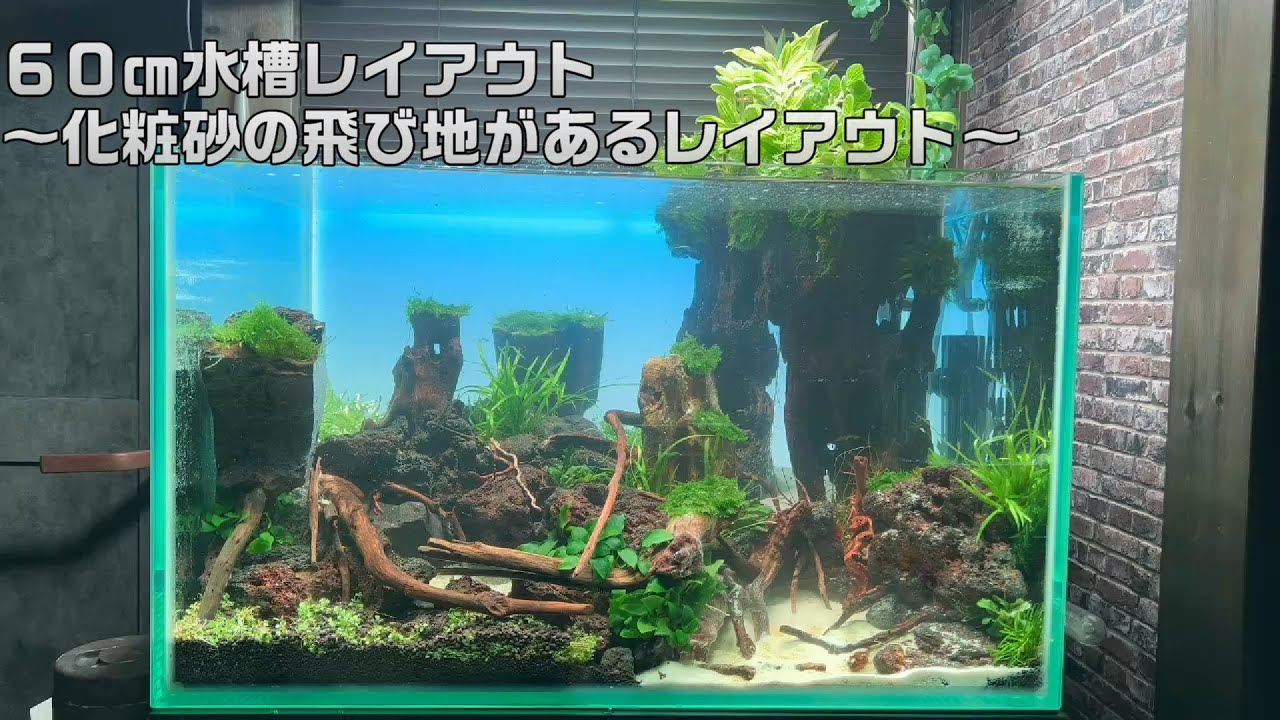 水槽 H A K U 化粧砂の飛び地がある60㎝水槽レイアウト - YouTube
