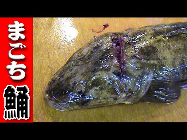 鯒 マゴチのさばき方 Flathead 三枚おろし 刺身編 Youtube