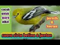 Suara Pikat Burung Sirtu Ampuh Dan Jernih Suara Pancingan Burung Sirtu Jantan Dan Betina Mp3 - Mp4 Download