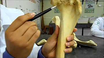 São ossos do membro pélvico dos animais?