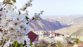 Праздник первой борозды . Бацада