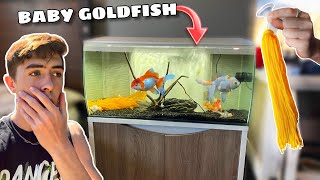 NATURAL BREEDING STATION FOR XL GOLDFISH!