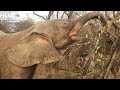 A rainbow-filled sky to start orphaned albino elephant Khanyisa's day out foraging her new herd.