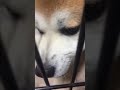 【凶暴秋田犬】アキラ7年前自宅にて