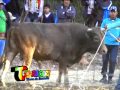 toro tinku 2014 toracari la cuna del toro tinku PARTE 3