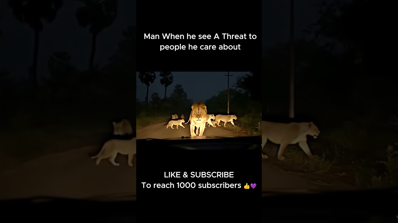 POV: A Lion Stares You Down While His Family Crosses 😨🦁