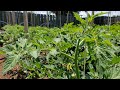 LIVE Tomato and Cucumber Trellis + Random Garden Chores