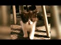 Adorable Kitten Selected to Join Police Department as Therapy Animal This video brought to you by the Inside Edition channel.