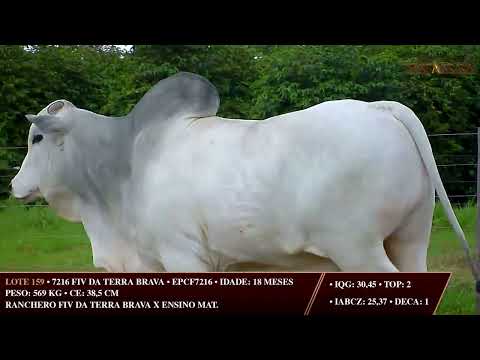 LOTE 159   EPCF 7216