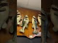 Fish Camp Night #fish #eating #food #foodie #fishing #comedy #humor #fyp #shorts