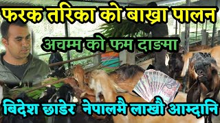 छ बर्ष बिदेश बसेर फर्किएका एक युवा ले नेपालमै कमाउछन लाखौ पैसा _ Goat Farming in Nepal _bakhra palan