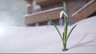 Пробуждение подснежника - 3D анимация - поздравление с 8 марта и приходом весны