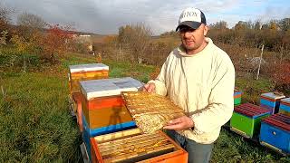 Як 100 % бджолосімям перезимувати зиму.  Бджільництво в Україні