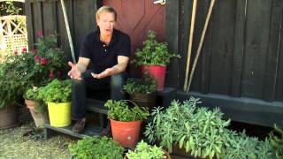 1, 2, 3 Done - Planting Mint in Colored Containers