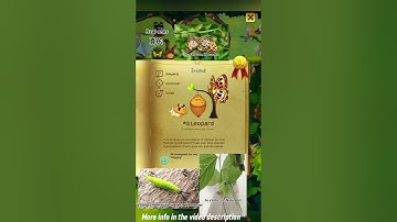 #3 Leopard - Timelaea maculata (Bremer & Grey, 1853) | Flutter: Butterfly Sanctuary