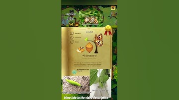 #3 Leopard - Timelaea maculata (Bremer & Grey, 1853) | Flutter: Butterfly Sanctuary