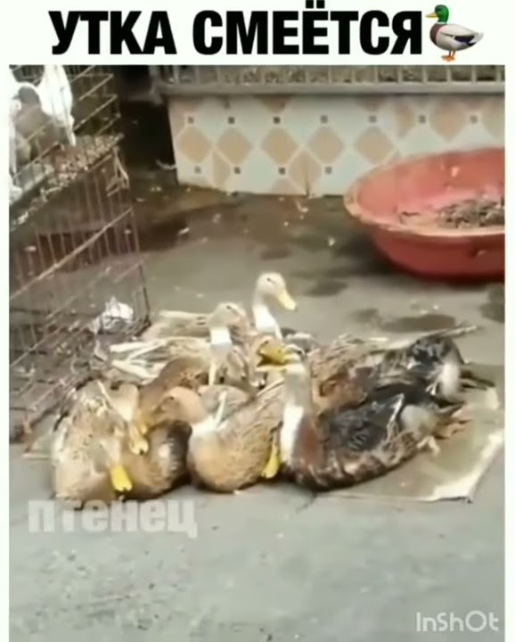 Утка смеётся 🤣 - YouTube