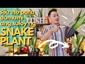 TAMANG PAG-AALAGA NG SNAKE PLANT (Sanseviera) | Paano Paramihin ang Suloy ng Snake Plant
