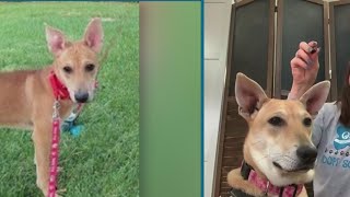 Second Chance Pets: Cermini