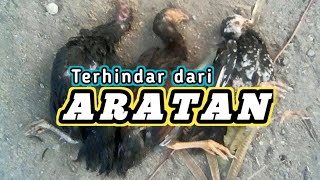 SEGAMPANG INI ‼️  Mengatasi ayam terserang ARATAN