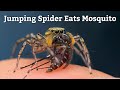 Jumping Spider Eats Mosquito (and my blood?) Maevia inclemens vs Aedes albopictus