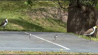 A Plover and Her Lover