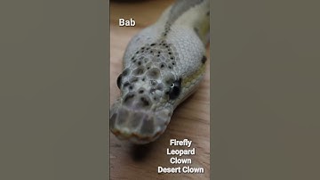 Ball Python Combos Ep.1