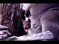 Red necked wallabies (Macropus rufogriseus) with joey