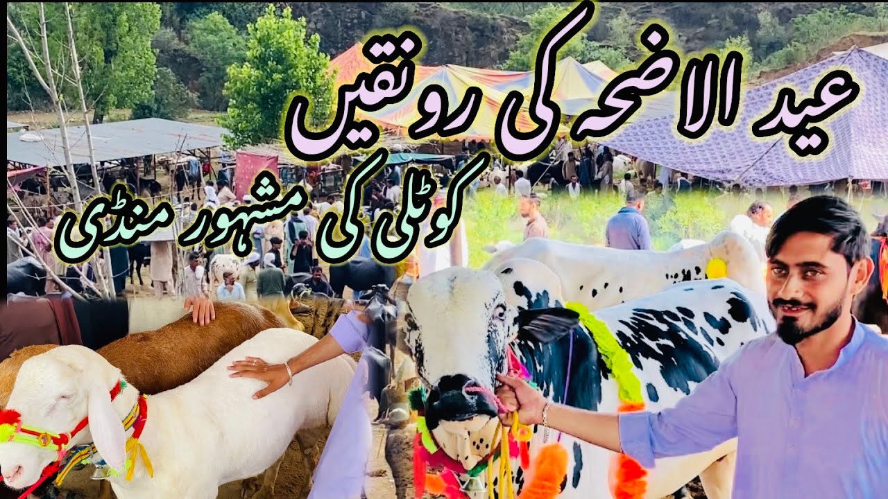 Eid ul Adha Preparations | last mandi Dongi Kotli azad Kashmir
