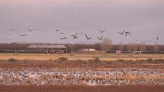 Sandhill cranes, whitewater draw, arizona