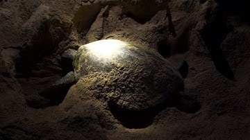 Giant Sea Turtle digs eggs into the sand @ Selingan Turtle Island, Borneo