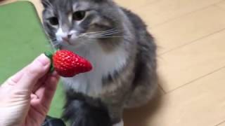 苺から目をそらす猫 ノルウェージャンフォレストキャットCat turn my eyes off from strawberries.Norwegian Forest cat.