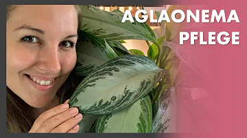 Wie schnell wächst Aglaonema?