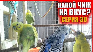 🦜 Попугайчик Сэм пробует чижа | Жизнь волнистиков в вольере. Волнистый попугай кричит! funny parrot