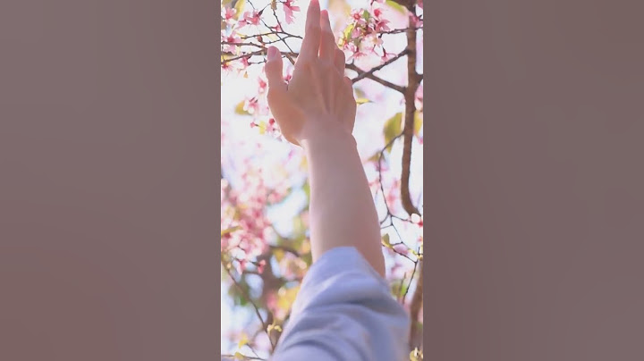 Touching Cherry Blossoms: Witness the Beauty of Nature