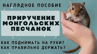 Приручение монгольской песчанки. Как приручить, как держать и брать на руки?