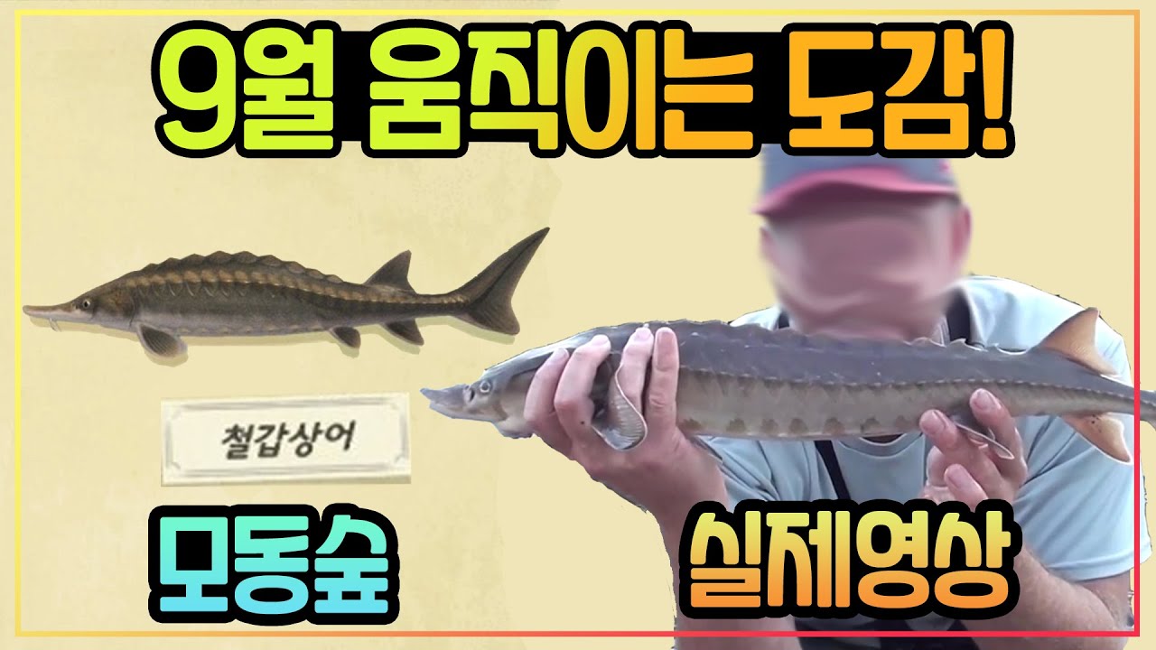 모동숲 9월 등장생물 실제 영상! (철갑상어, 강꼬치고기, 바이올린벌레, 배추흰나비 등) - 움직이는 도감 (물고기/곤충/해산물) - YouTube 모동숲 9월 등장생물 실제 영상! (철갑상어, 강꼬치고기, 바이올린벌레, 배추흰나비 등) - 움직이는 도감 (물고기/곤충/해산물) - Youtube