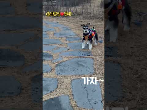 ❤️루야❤️#산책하는강아지 #귀여운강아지 #댕댕이일상 #미니어쳐슈나우저 #cute #추천 #에피소드 #다이소추천템 #강아지쇼츠