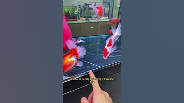 Cá Khỏe Nước Trong - Bí Quyết Từ Bộ Lọc Đa Năng#notashopvn #aquarium #fish #hocadep #nuoicakhoe
