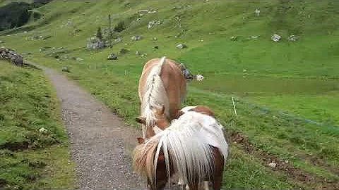 Come si riproduce il cavallo animale?