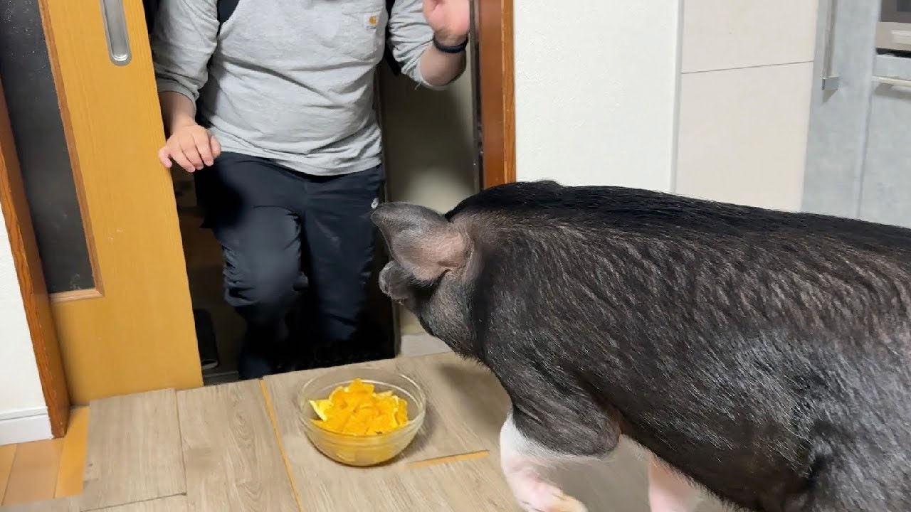 【爆笑】ブタは「飼い主との再会」か「食欲」どちらを選ぶのか検証してみた！