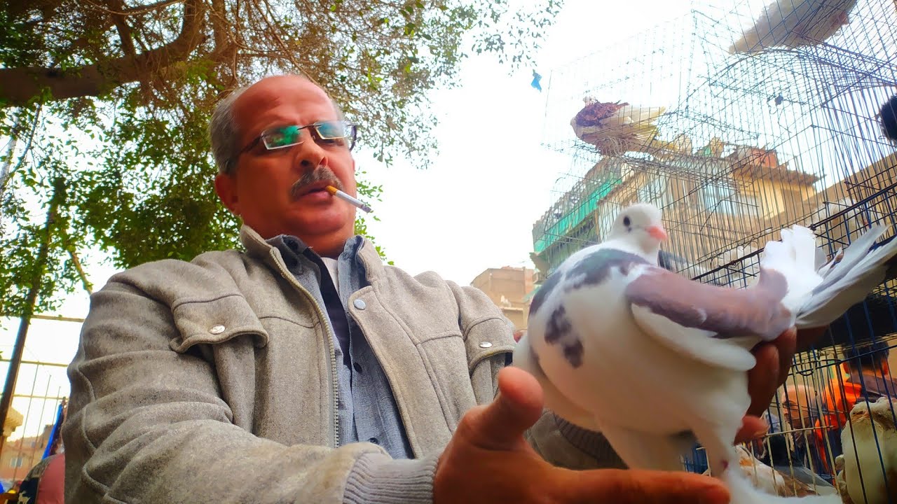 ورجعنالكم تانى مع عم هانى 👍 بعروض وأسعار الحمام الغزار والزينه والزاجل 🔥 الجزء الأول