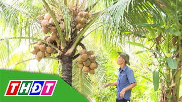 Mỹ Phong tăng hiệu quả từ trồng dừa hữu cơ - Mở lối bền vững | Nông thôn ngày nay -20/10/2025 | THDT