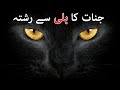 Jinnat Ka Kali Bili Se Rishta Cat Evil Horror Shaitan Bayan Mehrban Ali Mehrban TV Jinnat Ka Kali Bili Se Rishta Cat Evil Horror Shaitan Bayan Mehrban Ali Mehrban TV