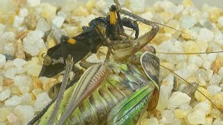 katydid preys on the Assassin bug,The result was surprising,Assassin bug vs katydid 蝈蝈捕食白斑猎蝽