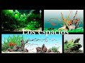 Aquascaping para novatos 1. Los espacios