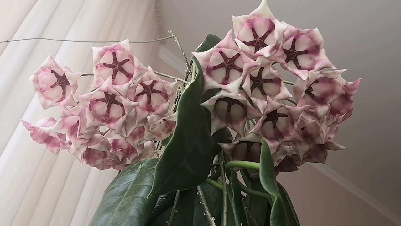 (Hoya Archboldiana)