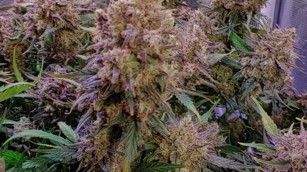 Tangie'matic grown by @blazin_skywalker