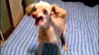 Polnyj Rzhach, Smotret So Zvukom